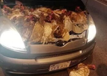 Pollos muertos amontonados bajo el capó de un automóvil en Paraguay