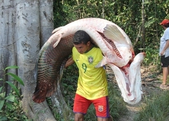 A man carries an arapaima in a sustainable fishing community in Brazil