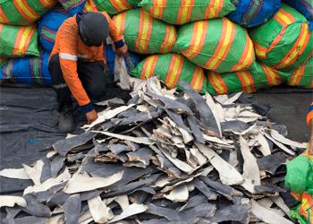 What Will Come of Peru Jailing Shark Fin Traffickers for First Time?