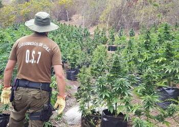 cultivo de marihuana en Chile