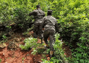 Soldados hondureños destruyen plantas de coca antes de que sean usadas para la elaboración de cocaína