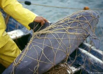 Vaquita Marina caught in a fishing net