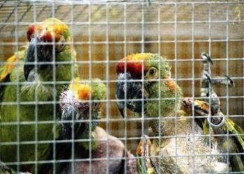 Three caged parrots