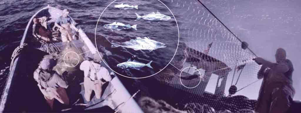 La mafia de la merluza: intermediarios explotan la pesca en costas de Chile