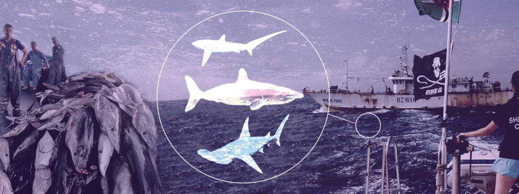 Lagunas legales facilitan el comercio de aletas de tiburón en Ecuador
