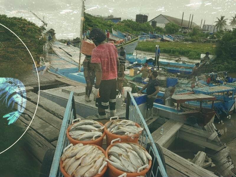 Guyana-IUU-Illegal Fishing