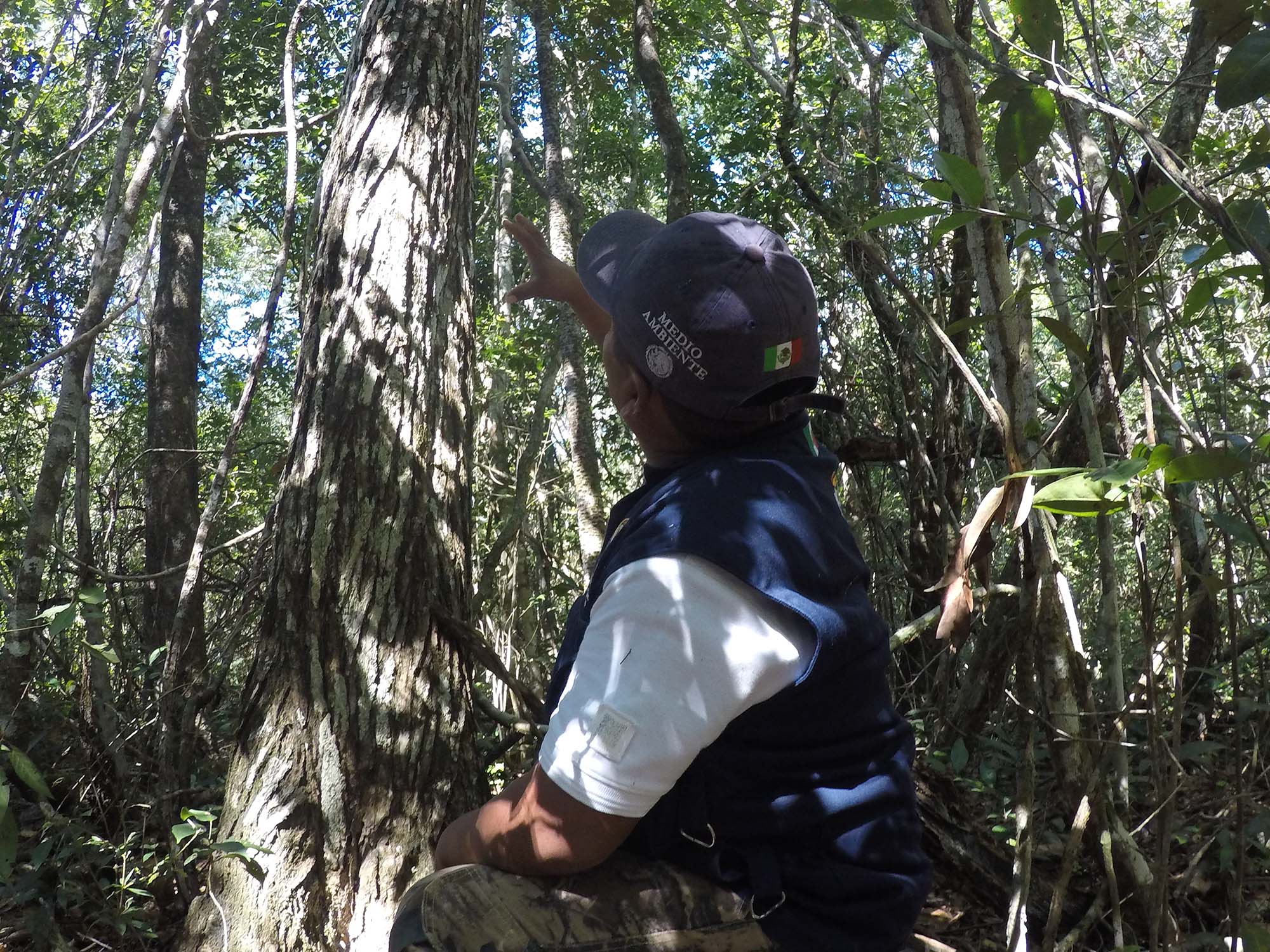 Guardaparques en selva Calakmul mostrando Arbol Granadillo
