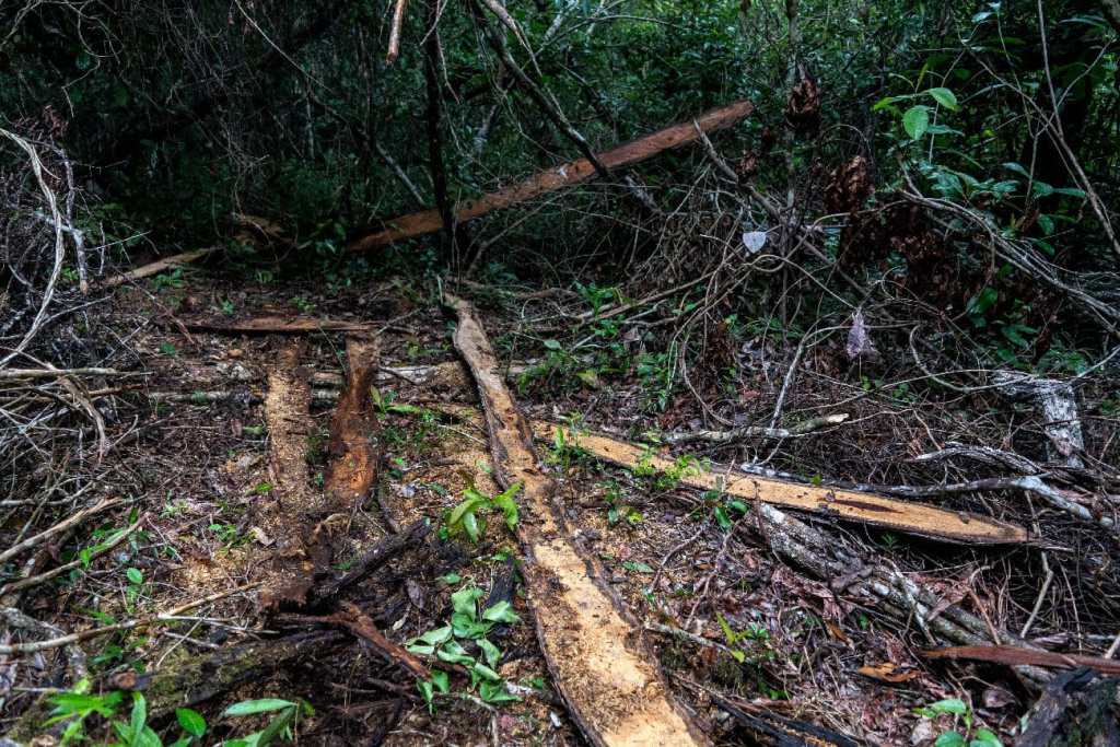 Granadillo talado restos de madera en el bosque