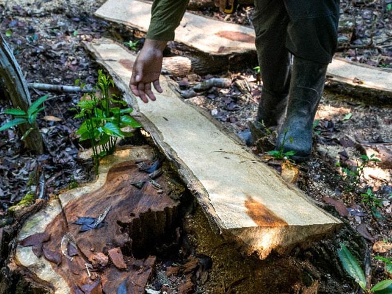 Investigacion tala ilegal en la frontera guatemala mexico selva maya granadillo madera