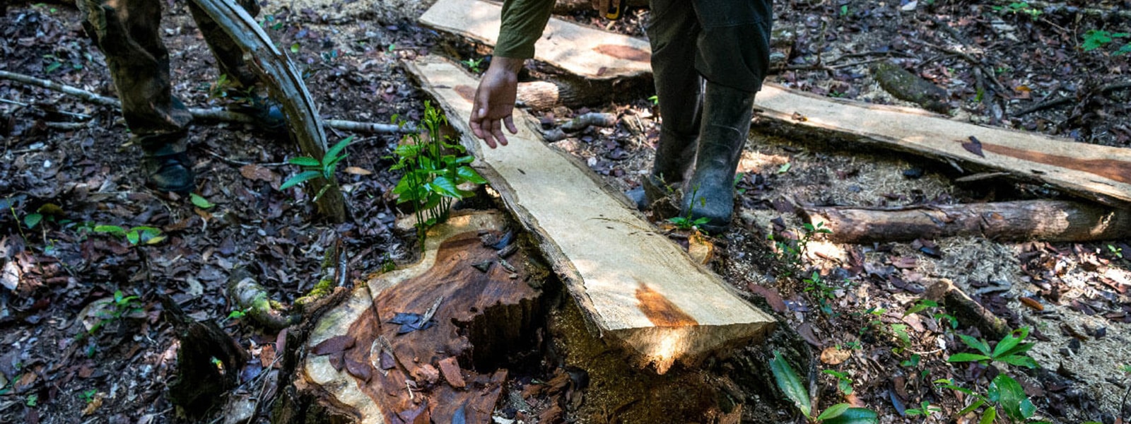 Investigacion tala ilegal en la frontera guatemala mexico selva maya granadillo madera