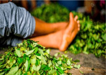 Coca leaves are shown at the feed of a coca cultivator