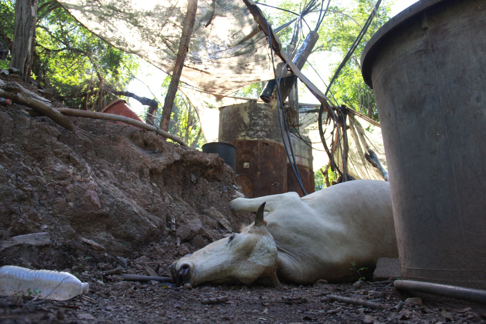 Methamphetamine Production in Mexico Is Toxic for the Environment
