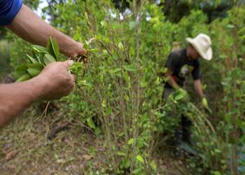 Coca cultivators pick coca leaves that may go on to fuel Bolivia's growing cocaine production