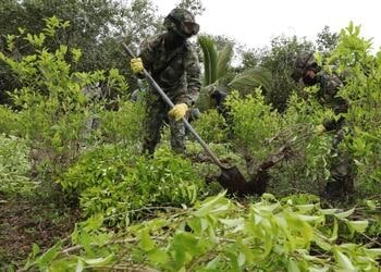 A Colombian soldier destroys coca crops during eradication efforts