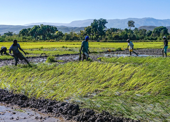 Farmers work rice in the fields of Haiti's Artibonite department.