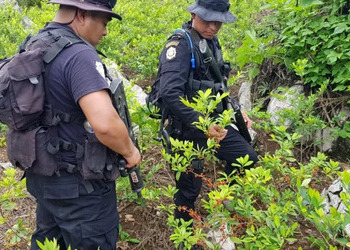 Two Guatemalan policemen during the seizure of a coca plantation.