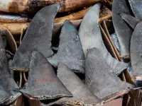 After Sanctions, Will Ecuador Put a Stop to Shark-Fin Trafficking?