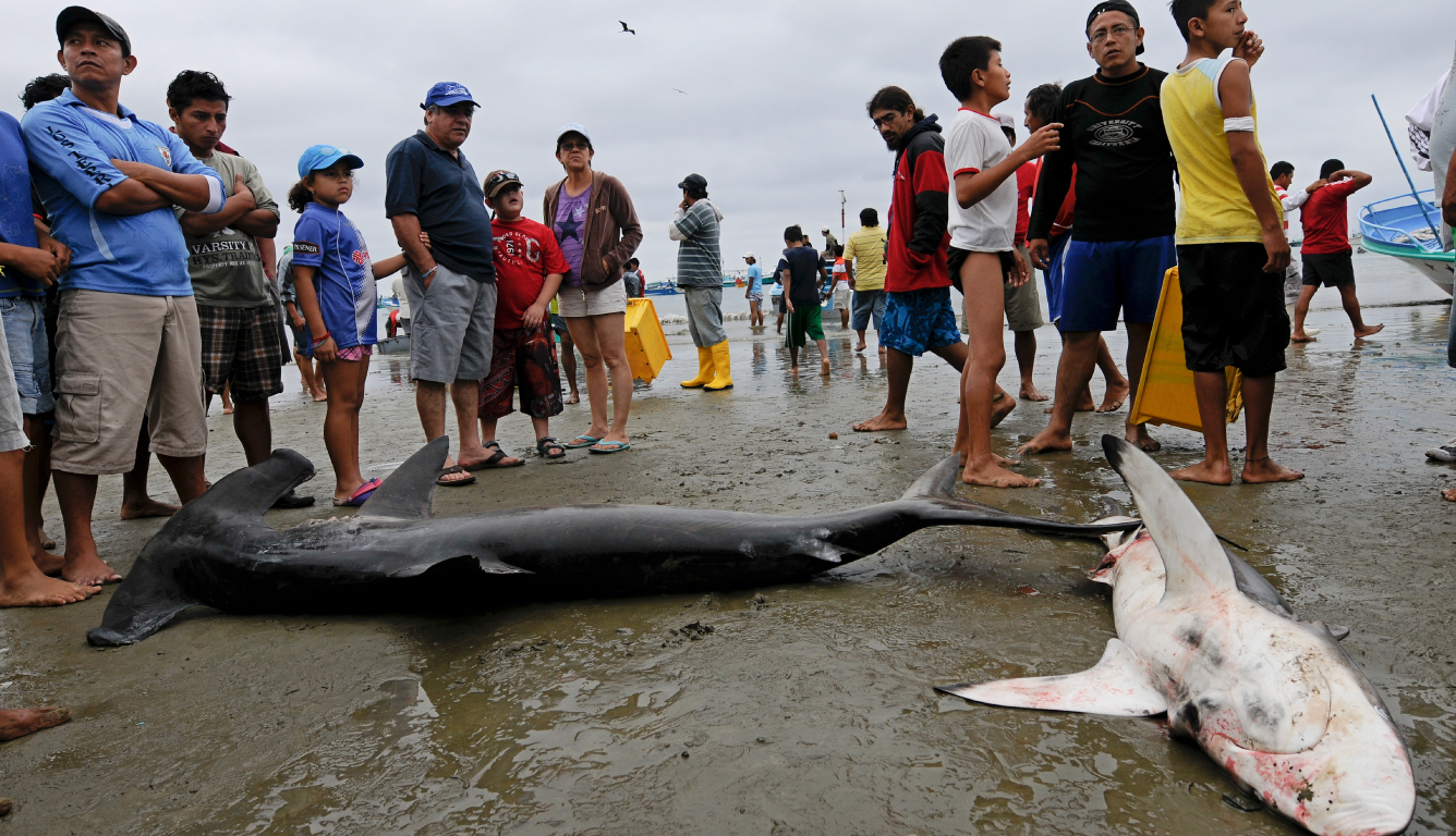 Shark Fin Trade Thriving in Latin America, Despite Promises of Progress