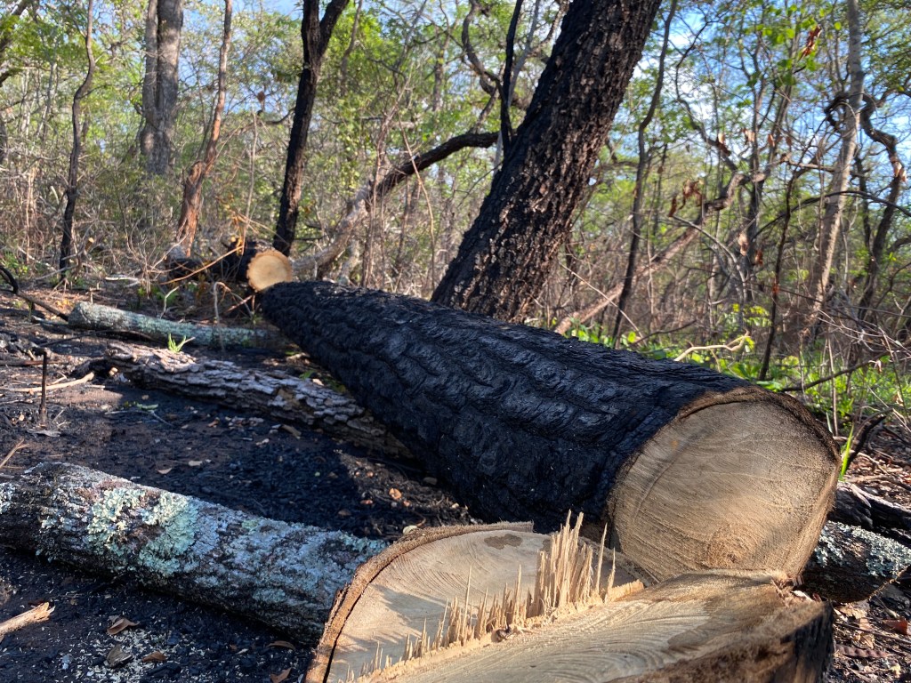 A tree cut down and ready to be sawed lies in the forest of Valle de Tucabaca after a fire. Santiago de Chiquitos, Bolivia, October 2022. Photograph by: Juan Diego Cárdenas, InSight Crime