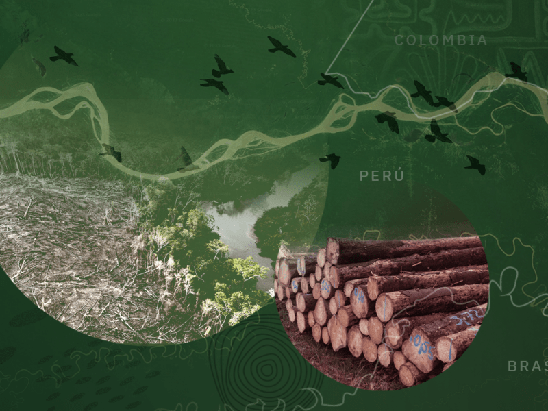 Bajo la superficie del tráfico de madera en la triple frontera entre Perú, Colombia y Brasil 