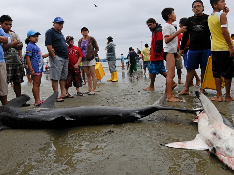Comercio de aletas de tiburón continúa en América Latina, a pesar de acciones prometedoras