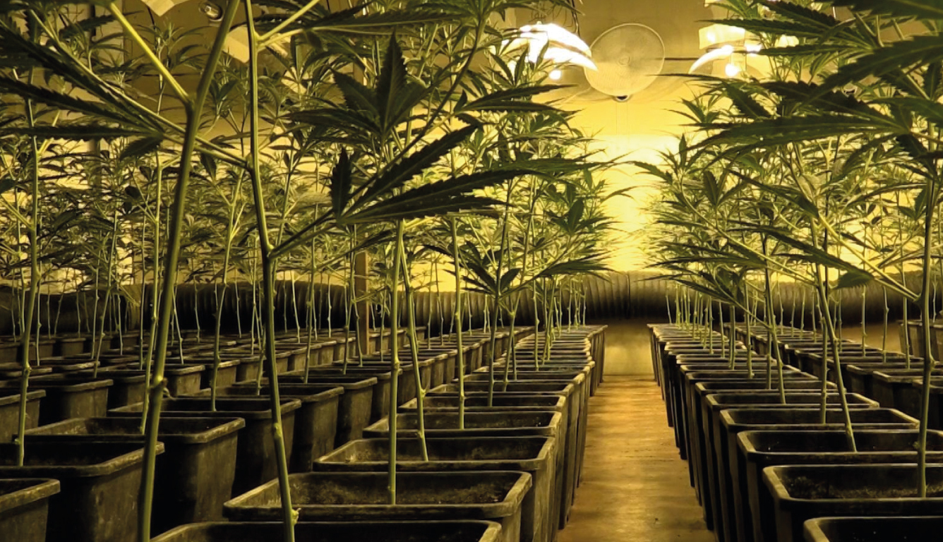 Plantación de marihuana del grupo Bang descubierta en España