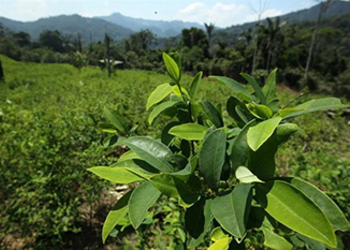 Coca leaves in a coca cultivation field in Peru.