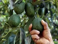 How Criminal Groups Help Expand Mexico’s Multibillion-Dollar Avocado Industry