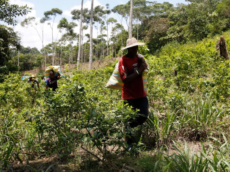 Colombia peasants carry loads-of-harvested-coca-leaves-cocaine-erradication-